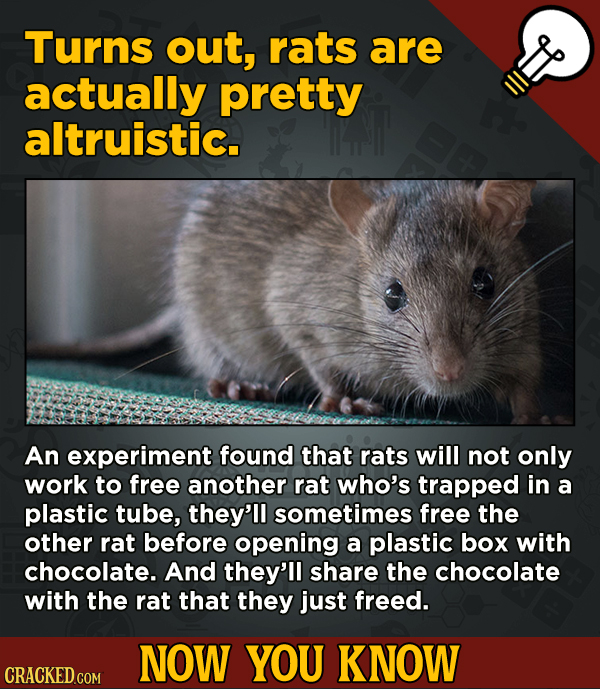 13 Cool Things You Didn’t Know About Movies (And Other Stuff) - Turns out, rats are actually pretty altruistic.