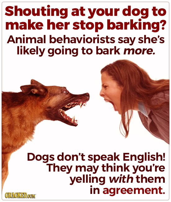 Shouting at your dog to make her stop barking? Animal behaviorists say she's likely going to bark more. Dogs don't speak English! They may think you'r