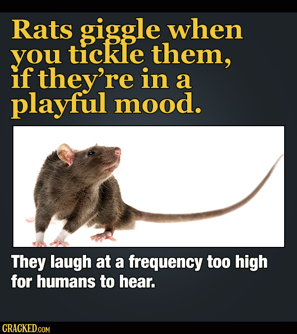 18 Facts About Laughter To Make You Overthink Every Joke