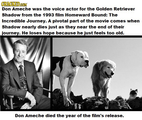 CRAGKED Don Ameche was the voice actor for the Golden Retriever Shadow from the 1993 film Homeward Bound: The Incredible Journey. A pivotal part of th