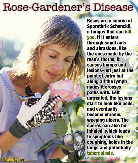 Rose-Gardener's Disease Roses are a source of Sporothrix Schenckii, a fungus that can kill you. If it enters through small cuts and abrasions, like Cr