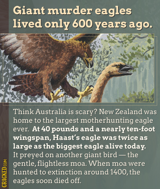 Giant murder eagles lived only 600 years ago. Think Australia is scary? New Zealand was home to the largest motherhunting eagle ever. At 40 pounds and