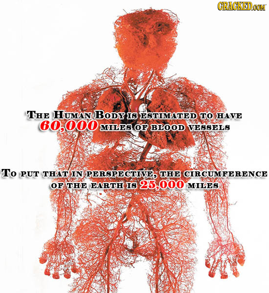 CRACKEDOON THE HuMAN BoDy IS ESTIMATED TO HAVE 60,000 MILESOF BLOOD VESSELS To PUT THAT IN PERSPECTIVE THE CIRCUMFERENCE OF THE EARTH IN 25,000 MILES