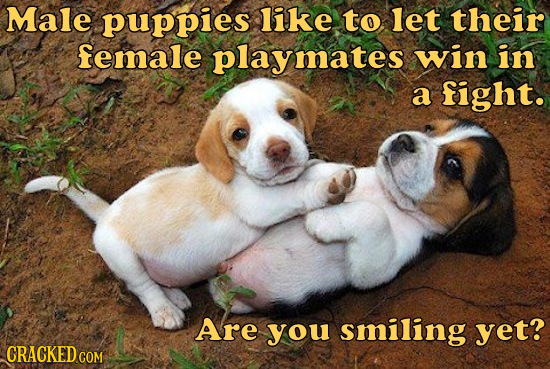 Male puppies like to let their female playmates win in a fight. Are you smiling yet? CRACKED COM 