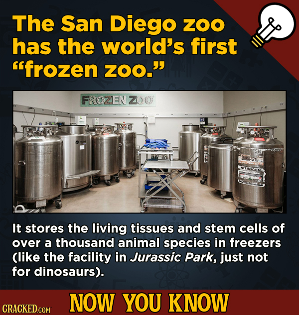 The San Diego ZOO has the world's first frozen ZOO. It stores the living tissues and stem cells of over a thousand animal species in freezers (like the facility in Jurassic Park, just not for dinosaurs).