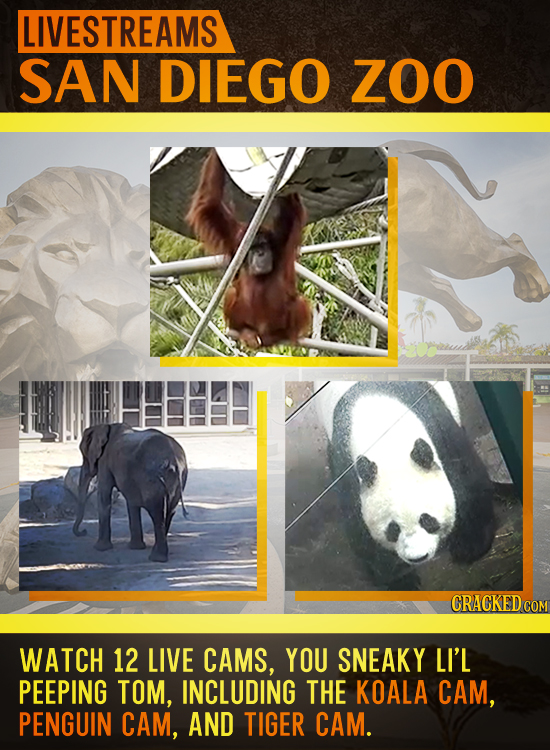 LIVESTREAMS SAN DIEGO ZOO CRACKED COM WATCH 12 LIVE CAMS, YOU SNEAKY LI'L PEEPING TOM, INCLUDING THE KOALA CAM, PENGUIN CAM, AND TIGER CAM.