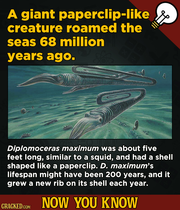 A giant paperclip-like creature roamed the seas 68 million years ago. Diplomoceras maximum was about five feet long, similar to a squid, and hada shell shaped like a paperclip. D maximum's lifespan may have been 200 years, and it grew a new rib on its shell each year.