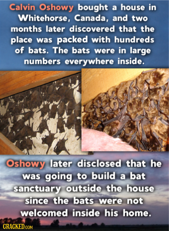 Calvin Oshowy bought a house in Whitehorse, Canada, and two months later discovered that the place was packed with hundreds of bats. The bats were in
