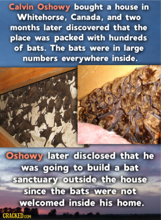 Calvin Oshowy bought a house in Whitehorse, Canada, and two months later discovered that the place was packed with hundreds of bats. The bats were in 