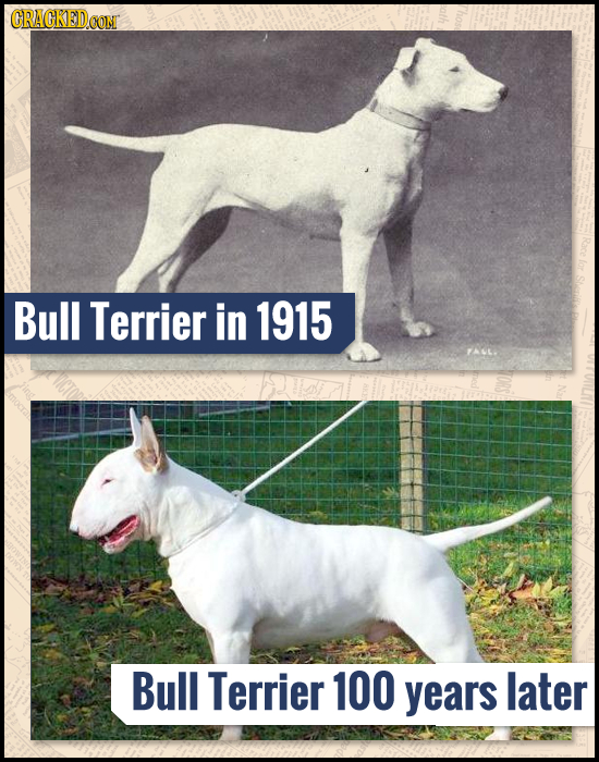 CRACKED Bull Terrier in 1915 Bull Terrier 100 years later 