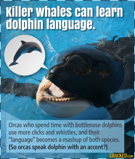 Killer whales can learn dolphin language. Orcas who spend time with bottlenose dolphins use more clicks and whistles, and their language becomes a m