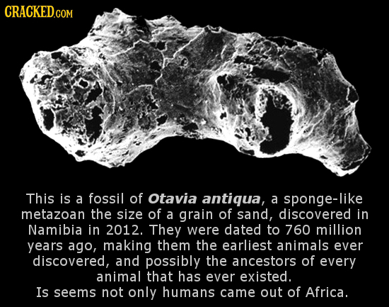 This is a fossil of Otavia antiqua, a sponge-like metazoan the size of a grain of sand, discovered in Namibia in 2012. They were dated to 760 million