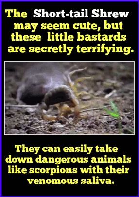 17 Amazing Animal Predators Straight From Your Nightmares