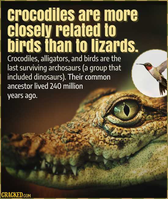 crocodiles are more closely related to birds than to lizards. Crocodiles, alligators, and birds are the last surviving archosaurs (a group that includ