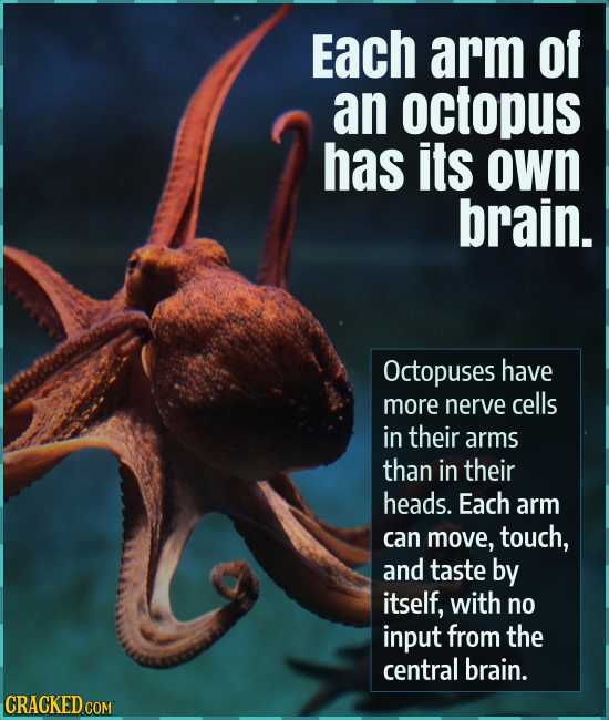 Each arm of an octopus has its own brain. Octopuses have more nerve cells in their arms than in their heads. Each arm can move, touch, and taste by it