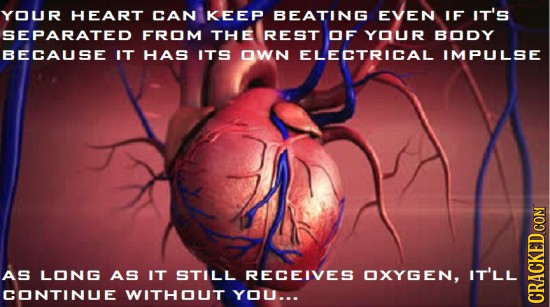 YOUR HEART CAN KEEP BEATING EVEN IF IT'S SEPARATED FROM THE REST OF YOUR BODY BECAUSE IT HAS ITS OWN ELECTRICAL IMPULSE AS LONG AS IT STILL RECEIVES O