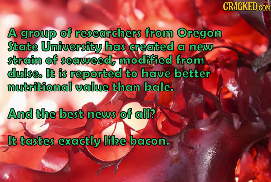 CRACKED co A group of researchers from Oregon State University has created a new strain of seaweed, modified from dulseo It is reported to have better
