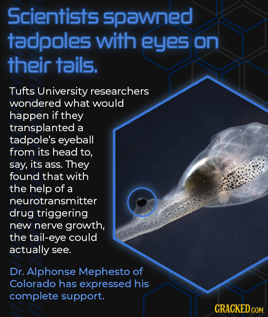 Scientists spawned tadpoles with eyes on their tails. Tufts University researchers wondered what would happen if they transplanted a tadpole's eyeball
