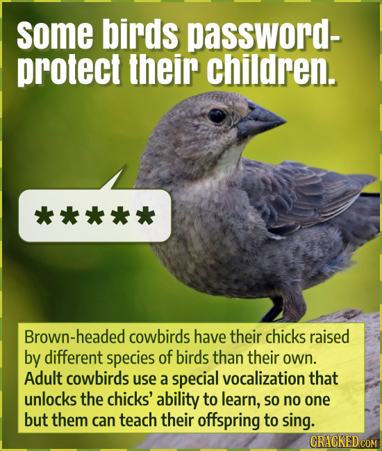 some birds password- protect their children. Brown-headed cowbirds have their chicks raised by different species of birds than their own. Adult cowbir