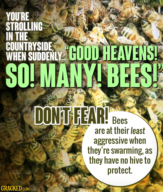 YOU'RE STROLLING IN THE COUNTRYSIDE, GOOD HEAVENS! WHEN SUDDENLY... SO! MANY! BEES!' DON'T FEAR! Bees are at their least aggressive when they're swar