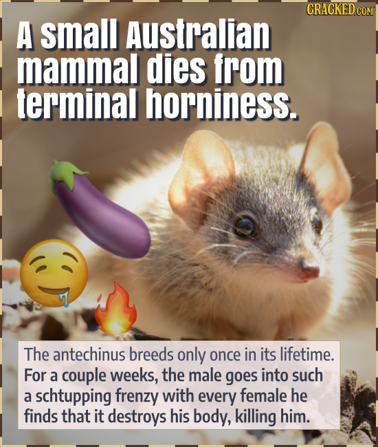 A small Australian mammal dies from terminal horniness. The antechinus breeds only once in its lifetime. For a couple weeks, the male goes into such a