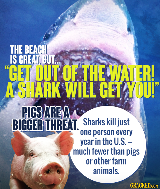 THE BEACH IS GREAT BUT... GET OUT OF THE WATER! A SHARK WILL GET YOU! PIGS ARE A BIGGER THREAT. Sharks kill just one person every year in the U.S.-