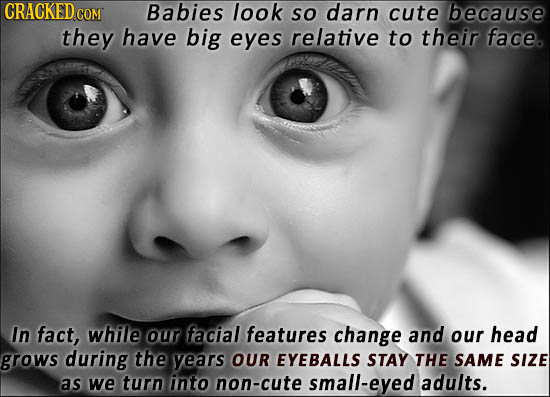 CRACKED COM Babies look so darn cute because they have big eyes relative to their face. In fact, while our facial features change and our head grows d