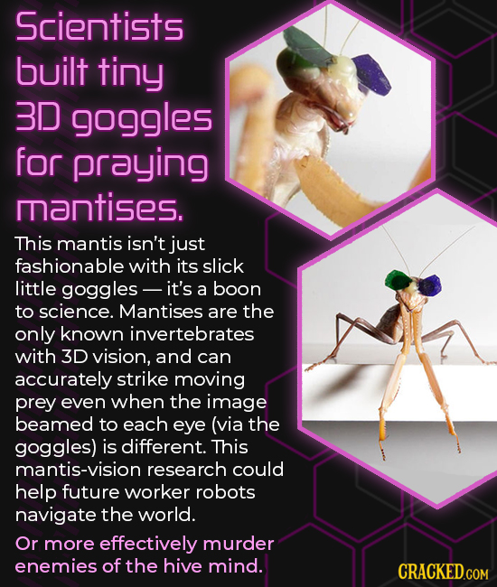 Scientists built tiny 3D goggles for praying mantises. This mantis isn't just fashionable with its slick little goggles - it's a boon to science. Mant