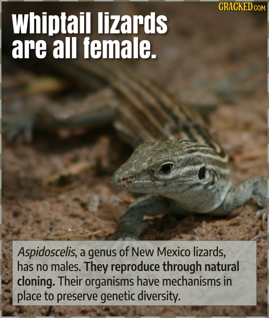 CRACKEDcO whiptail lizards are all female. Aspidoscelis, a genus of New Mexico lizards, has no males. They reproduce through natural cloning. Their or