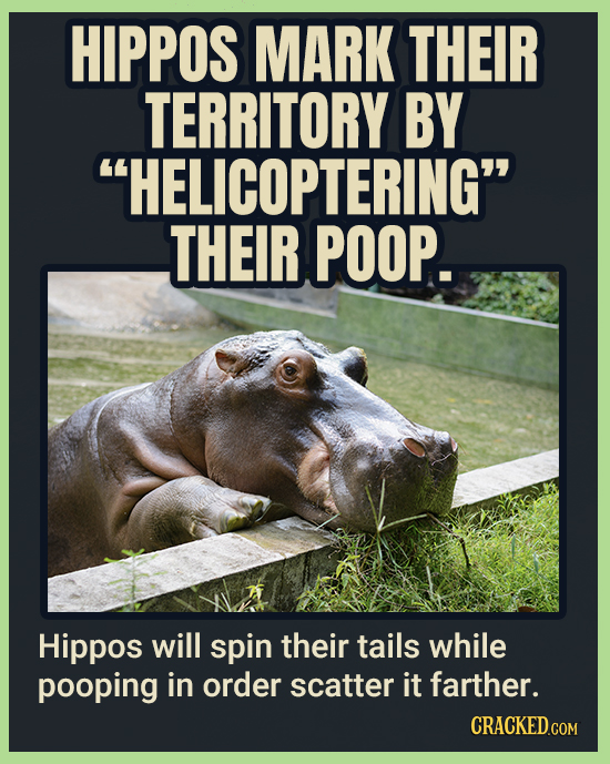 HIPPOS MARK THEIR TERRITORY BY HELICOPTERING THEIR POOP. Hippos will spin their tails while pooping in order scatter it farther.