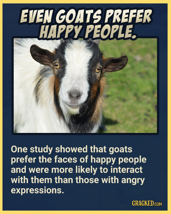 EVEN GOATS PREFER HAPPY PEOPLE. One study showed that goats prefer the faces of happy people and were more likely to interact with them than those wit