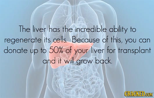 The liver has the incredible ability to regenerate its cells. Because of this, you can donate up to 50% of liver for your transplant and it will grow
