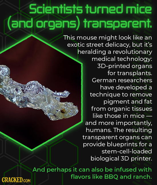 Scientists turned mice and organs) transparent. This mouse might look like an exotic street delicacy, but it's heralding a revolutionary medical techn