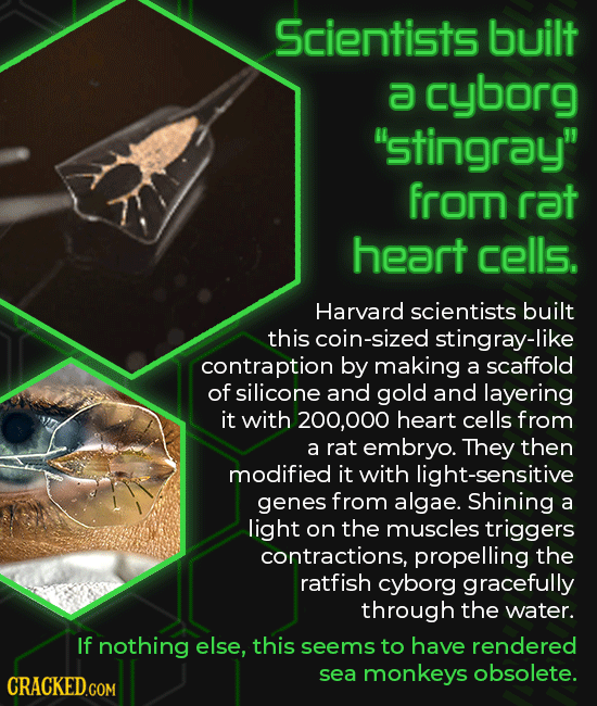 Sci Fi-Grade Experiments That (Somehow) Happened