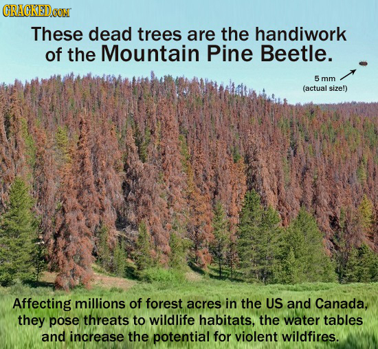 CRACKEDCON These dead trees are the handiwork of the Mountain Pine Beetle. 5 mm (actual size!) Affecting millions of forest acres in the US and Canada
