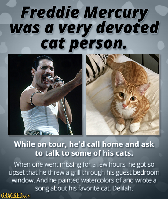 Freddie Mercury was a very devoted cat person. While on tour, he'd call home and ask to talk to some of his cats. When one went missing for a few hour