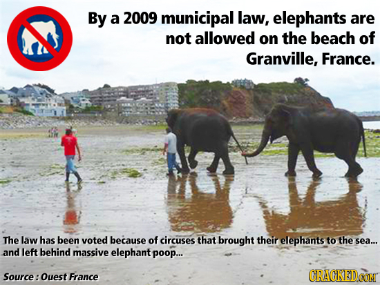 By a 2009 municipal law, elephants are not allowed on The beach of Granville, France. The law has been voted because of circuses that brought their el