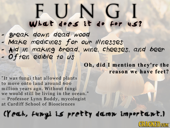 FUNG I What does It do for 4S? Break down dead wood Make medicines for our Ilnesses Aid in making bread, wine, cheeses, and beer Often edib/e to us Oh