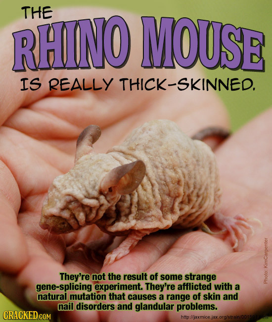 THE RHINO MOUSE IS REALLY THICK-SKINNED. They're not the result of KimCarpenter some strange gene-splicing experiment. They're afflicted with a pho na