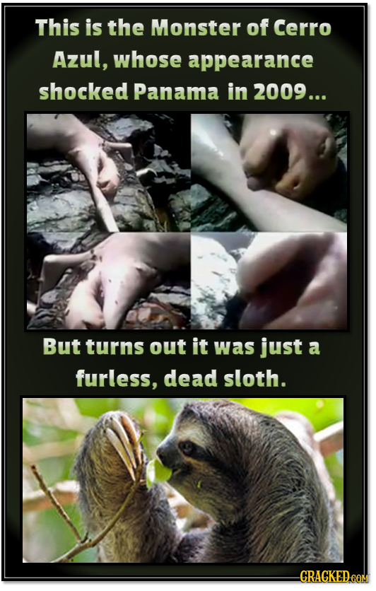 This is the Monster of Cerro Azul, whose appearance shocked Panama in 2009... But turns out it was just a furless, dead sloth.