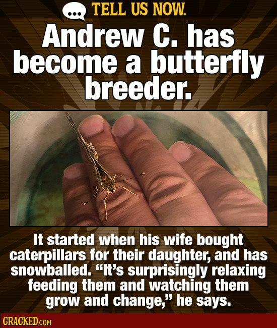 TELL US NOW. Andrew C. has become a butterfly breeder. It started when his wife bought caterpillars for their daughter, and has snowballed. It's surp
