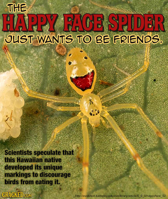 THE HAPPY FACE SPIDER JUST WANTS TO BE FRIENDS. Scientists speculate that this Hawaiian native developed its unique markings to discourage birds from 