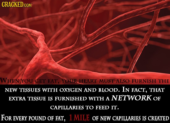 CRACKED.COM WHEN YOU GET FAT, YOUR HEART MUST ALSO FURNISH THE NEW TISSUES WITH OXYGEN AND BLOOD. IN FACT, THAT EXTRA TISSUE IS FURNISHED WITH A NETWO