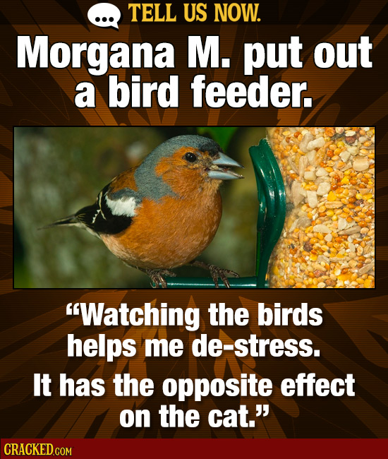 TELL US NOW. Morgana M. put out a bird feeder. 'Watching the birds helps me de-stress. It has the opposite effect on the cat.