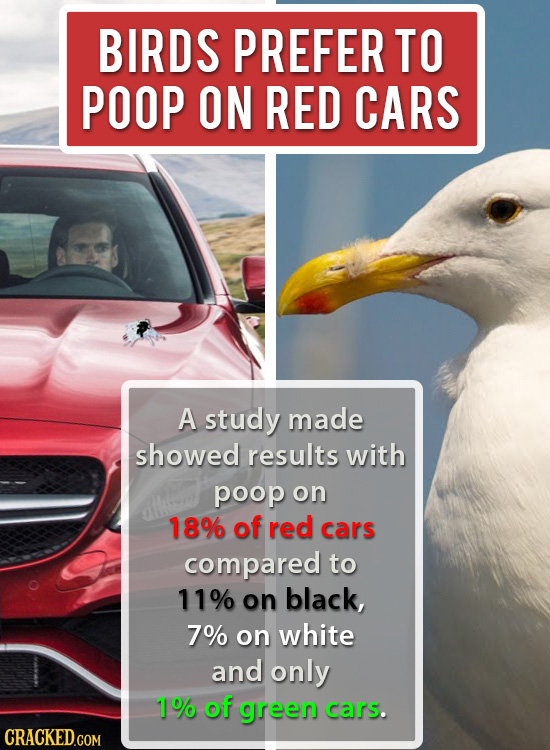 BIRDS PREFER TO POOP ON RED CARS A study made showed results with poop on 18% of red cars compared to 11% on black, 7% on white and only 1% of green c