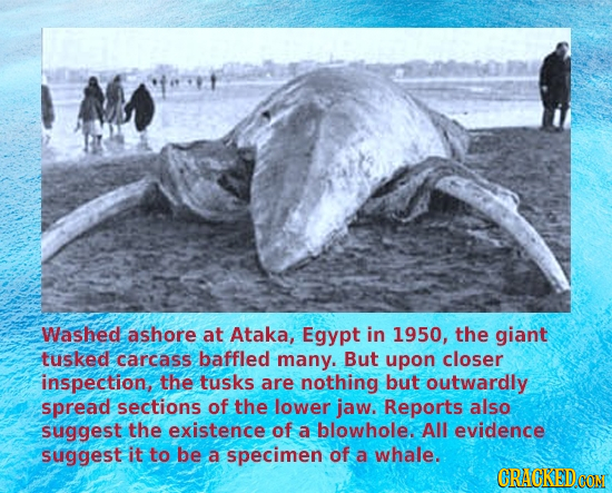 Washed ashore at Ataka, Egypt in 1950, the giant tusked carcass baffled many. But upon closer inspection, the tusks are nothing but outwardly spread s