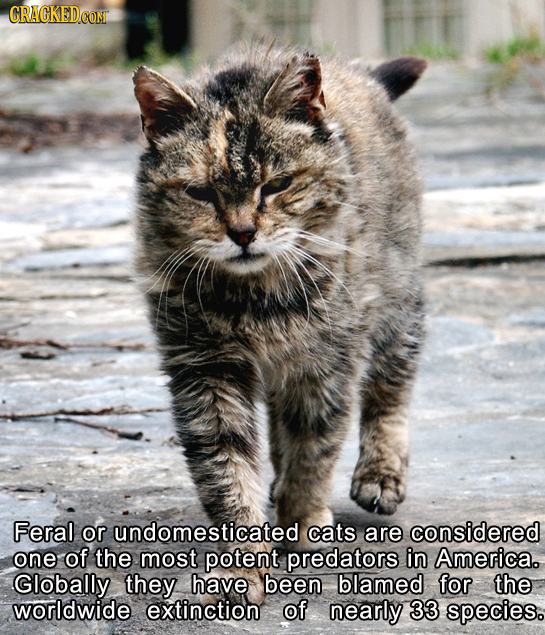 Feral or undomesticated cats are considered one of the most potent predators in America. Globally they have been blamed for the worldwide extinction o