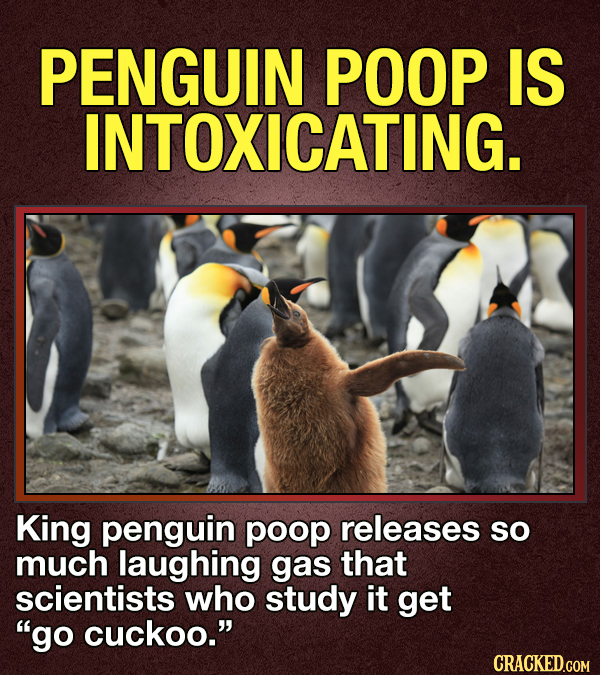 14 Animals That Terrify Us (For Valid Reasons)