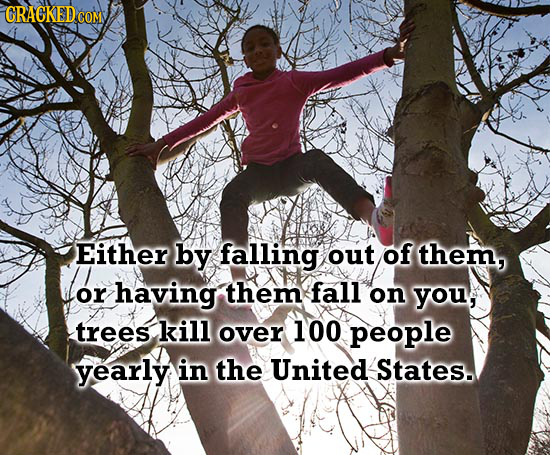 CRACKED COM Either by falling out of them, or having them fall on you, trees kill over 100 people yearly in the United States.