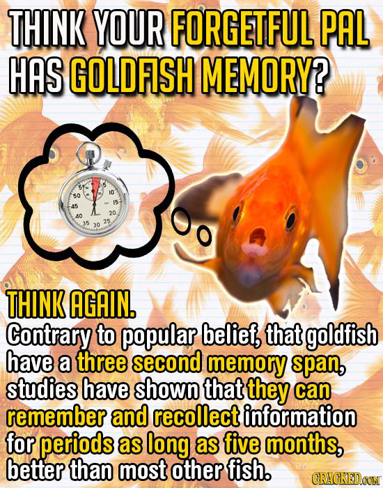 THINK YOUR FORGETFUL PAL HAS GOLDFISH MEMORY? 5F 10 50 15 45 20 40 35 25 O0 30 THINK AGAIN. Contrary to popular belief, that goldfish have a three sec